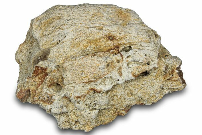 Dinosaur (Triceratops) Frill Shield Section - Montana #303419